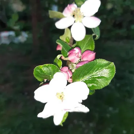 Marienhof Гостевой дом 3*