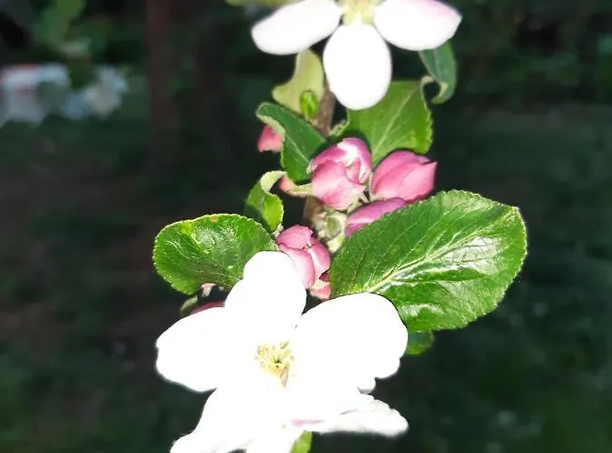 Marienhof Gæstehus 3*